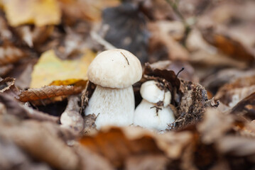 Poster - Young white edible porcini boletus in the foliage, close up. Autumn hobby of picking mushrooms, food of wild nature