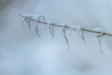 Fototapeta Dmuchawce - gałązką przykryta śniegiem