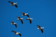 Snow Geese Flying In Formation In The Late Afternoon Sun During Spring Migration At Middle Creek Wildlife Management Area. They Are A Species Of Goose Native To North America.