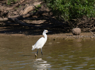 Wall Mural - Adult Snowy Egret Wading in a Pond and Photographed in Profile