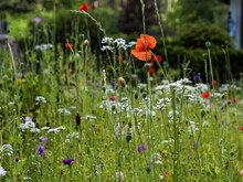 Uncultivated Wildflower Field With Poppies Bee Pastures