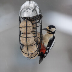 Wall Mural - lesser spotted woodpecker at the fat feeder