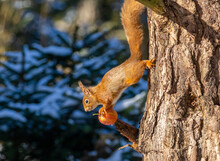 Squirrel On Tree Balancing Between The Tree Trunk And A Red Apple