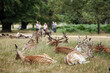 Deer in Richmond Park, an unrecognizable family group is arranged in a happy look In the background. 