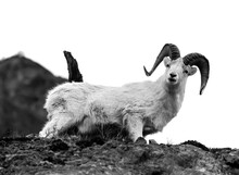 Dall Sheep In Alaska