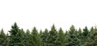 © New Africa - Many different coniferous trees on white background