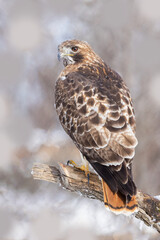 Canvas Print -  red-tailed hawk (Buteo jamaicensis) in winter