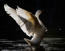 White Goose Flapping In A Pond With Dark Background