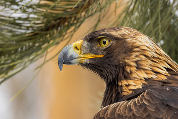 Canvas Print - Golden eagle (Aquila chrysaetos) in winter