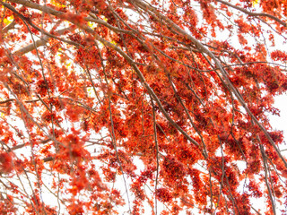 Wall Mural - Red padauk flowers, bright colors, very beautiful