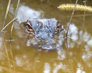 Poster - American Alligator Head