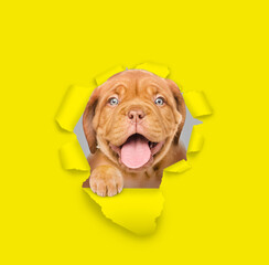 Sticker - Happy Mastiff puppy looking through a hole in yellow paper