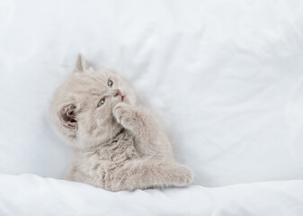 Aufkleber - Sleepy kitten washing and cleaning itself under blanket on a bed at home. Top down view. Empty space for text