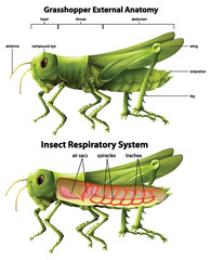 Wall Mural - Grasshopper respiratory system diagram