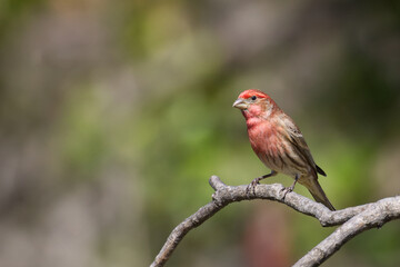 Poster - House finch. Haemorhous mexicanus