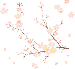 cherry blossom vector illustration on white isolated.peach blossom for doodle art on background.saku