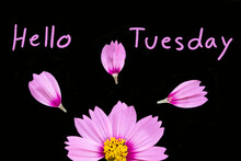 Hello Tuesday Message Card Handwriting With Pink Flowers Cosmos Arrangement Hearts Flat Lay Postcard Style On Background Black