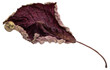 Dried Red Poinsettia Leaf isolated : Ideal for Winter Themed Designs and Graphics