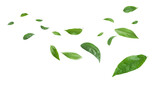 Fototapeta Desenie - Green leaves flying in the air isolated on background.