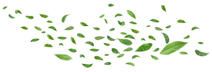 Wall Mural - green leaves flying in the air isolated on background.