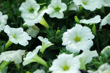 Petunia Easy Wave Color White Flower Beautiful On Blurred Of Nature Background