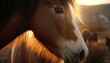 ﻿A horse illuminated in the sunlight, seen in close-up. AI Generation