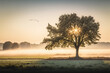 Sonnenaufgang, Morgenstimmung mit Baum vor Landschaft mit Nebel - Thema Natur und Ökologie - Generative AI Illustration