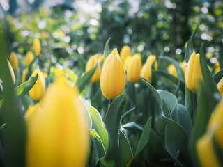 Wall Mural - Yellow tulip in the garden