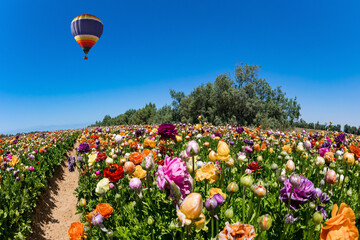 Sticker - Multicolor balloon flies over the field.