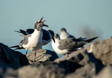 Funny Birds On A Rock