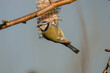 Sikora modra dokarmiana w okresie zimowym. Ptak uczepiony metalowej siatki pożywia się wystawioną przez słoniną owiniętą w metalową siatkę powieszoną na gałęzi drzewa.
