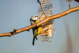 Fototapeta Zwierzęta - Sikora modra dokarmiana w okresie zimowym. Ptak uczepiony metalowej siatki pożywia się wystawioną przez słoniną owiniętą w metalową siatkę powieszoną na gałęzi drzewa.
