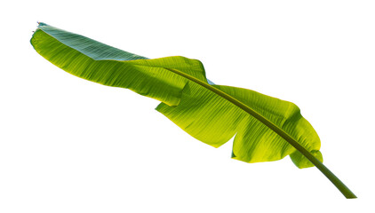 green banana leaf isolated on transparent background