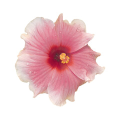 Wall Mural - Cutout of an isolated pink hibiscus flower with the transparent png