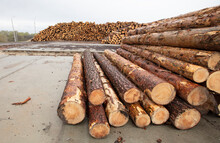 Wooden Logs At A Woodworking Plant. Natural Wood Processing Industry. Sale Of Timber And Logs.