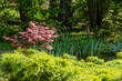 Young red leaves on blurred background of evergreens. Japanese maple Acer palmatum Atropurpureum on bank of beautiful garden pond. Selective focus. Spring landscape, nature background concept.