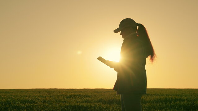 farmer with tablet field with wheat sunset. agriculture. farming concept. farm wheat sun. smart farm