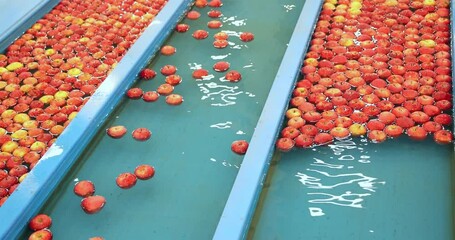 Wall Mural - Apples float and move through water, sorting and grading by the machine in a fruit packing warehouse