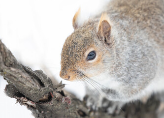 Poster - Closeup of a grey squirrel posing on a tree branch in winter near the Ottawa river in Canada