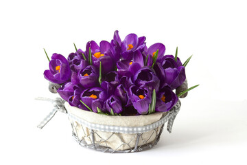 Canvas Print - crocus flowers in a basket on white background - fresh spring flowers