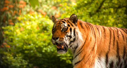 tiger in the zoo