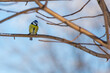 Modraszka zwyczajna, sikora modra (Cyanistes caeruleus) mały żółto czarno niebieski ptak siedzący na gałęzi (1).