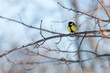 Bogatka zwyczajna, sikora bogatka (Parus major) mały żółto czarny ptak siedzący na gałęzi (2).