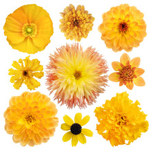 Various Selection Of Yellow Flowers Isolated On White Background. Set Of Dahlia, Daisy, Chrysanthemum, Marigold, Poppies
