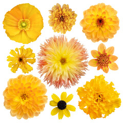 Various Selection of yellow flowers Isolated on white background. Set of dahlia, daisy, Chrysanthemum, Marigold, poppies