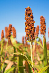 Wall Mural - Sorghum or Millet field agent blue sky background