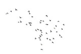 Flocks of  flying pigeons isolated on white background. Save with clipping path. 