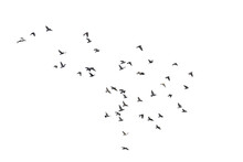 Flocks Of  Flying Pigeons Isolated On White Background. Save With Clipping Path. 