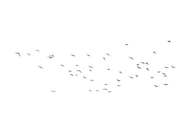 Wall Mural - Flocks of  flying pigeons isolated on white background. Save with clipping path. 