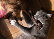 Ein Siam Kater und eine Britisch Kurzhaar Katze kämpfen spielerisch mit aufgerissenem Maul